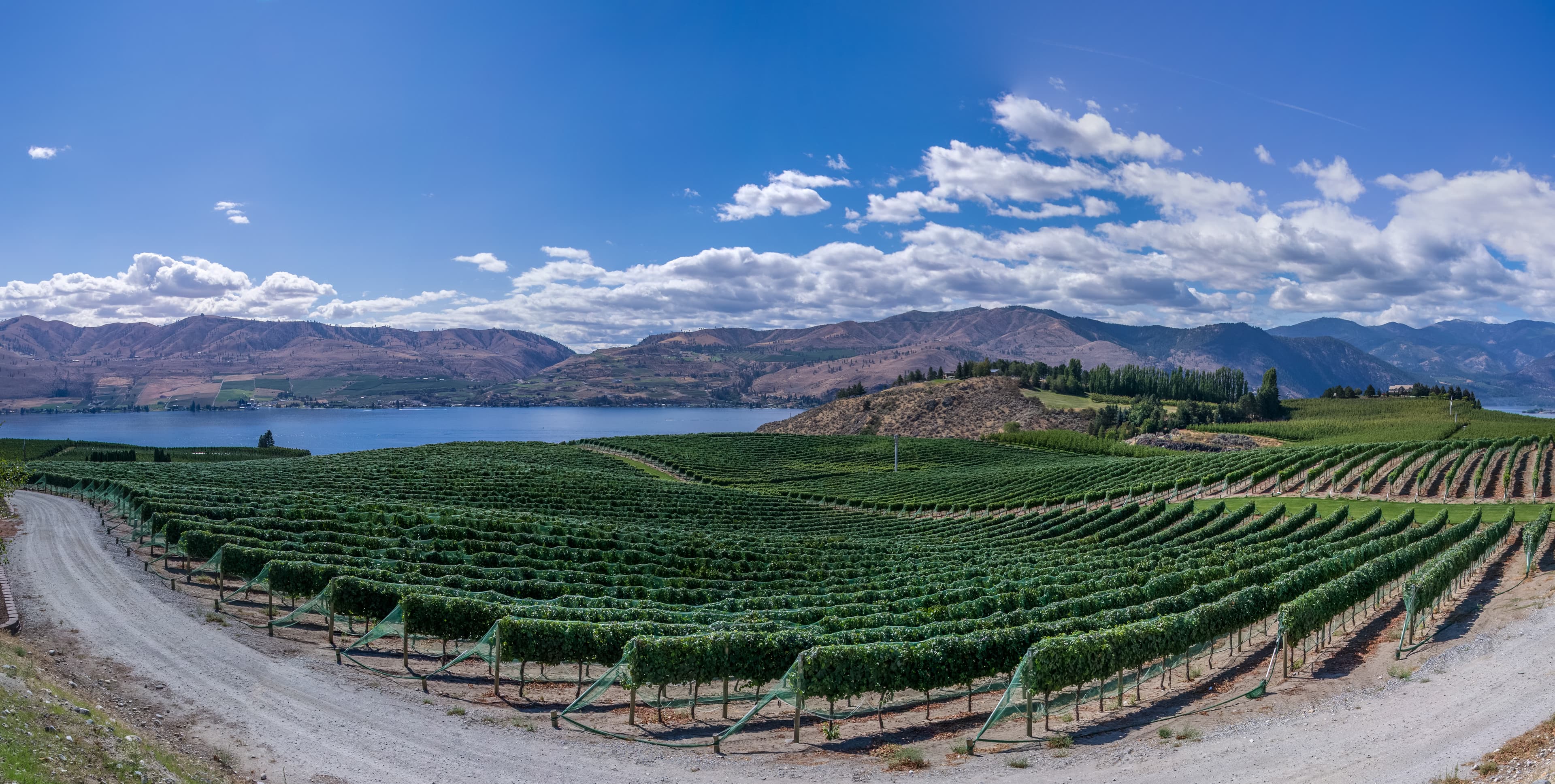 Vineyard background